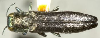 Media type: image;   Entomology 2126 Aspect: habitus dorsal view